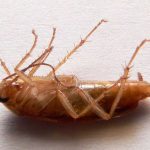 Kakkerlakken bestrijden