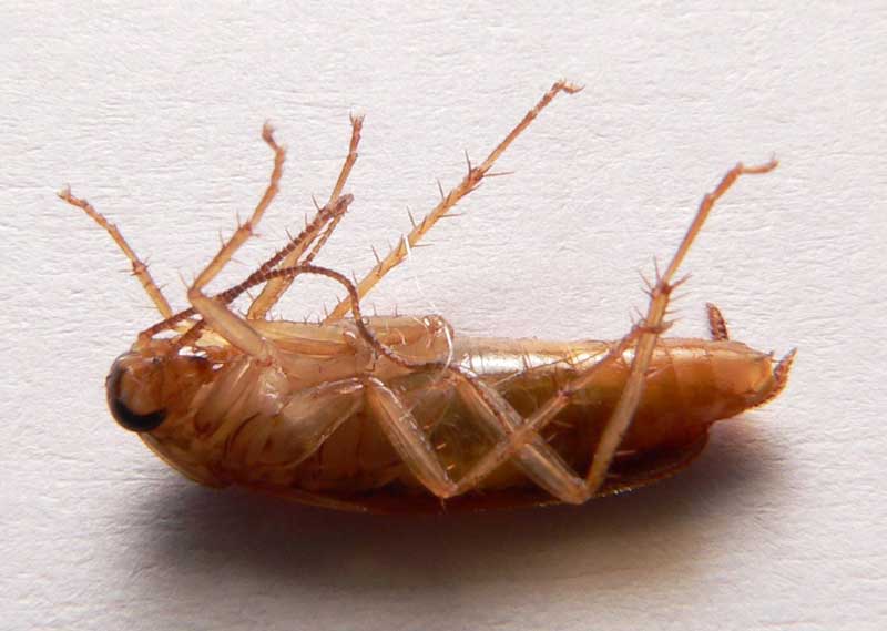 Kakkerlakken bestrijden