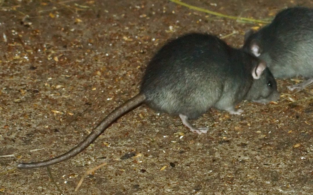 Tips en advies tegen ratten en muizen