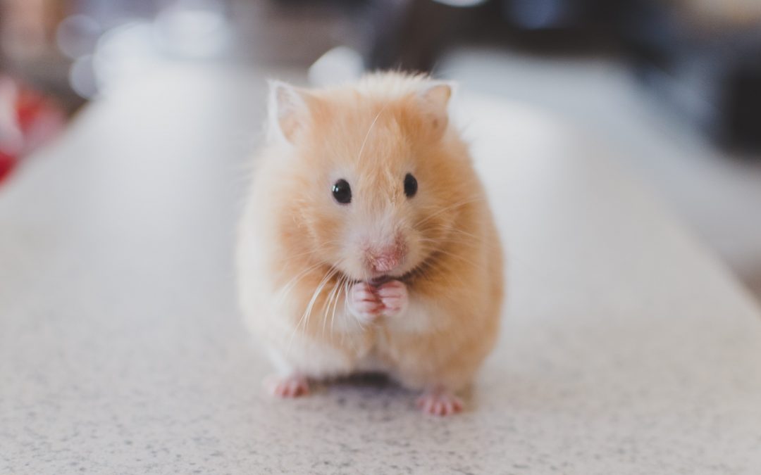 Muizen bestrijden in je huis: hoe pak je dit aan?