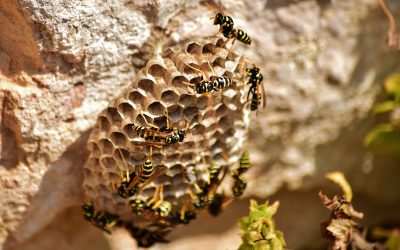 Wespen verjagen: feiten en fabels