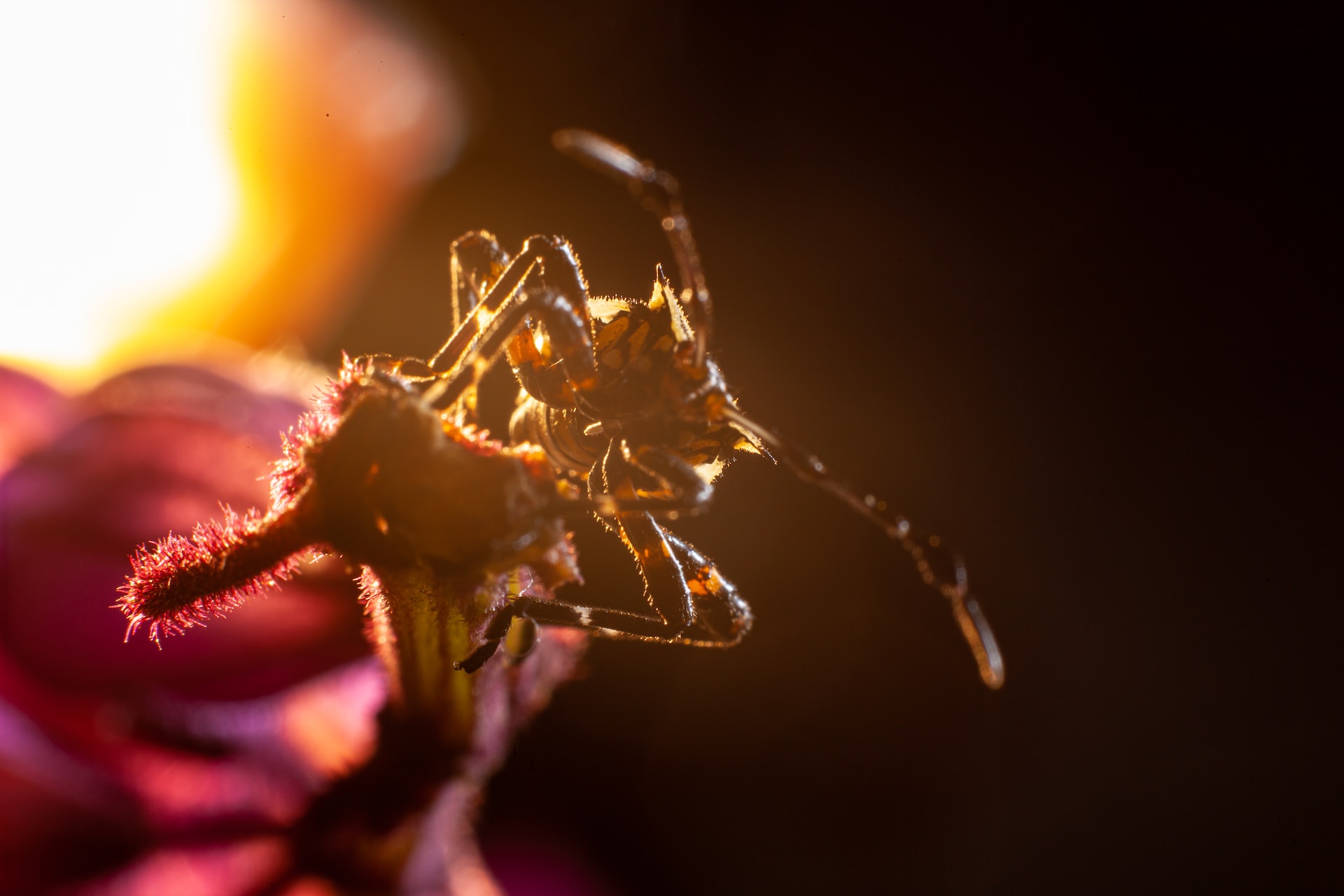 Wespen verjagen via insectenlamp