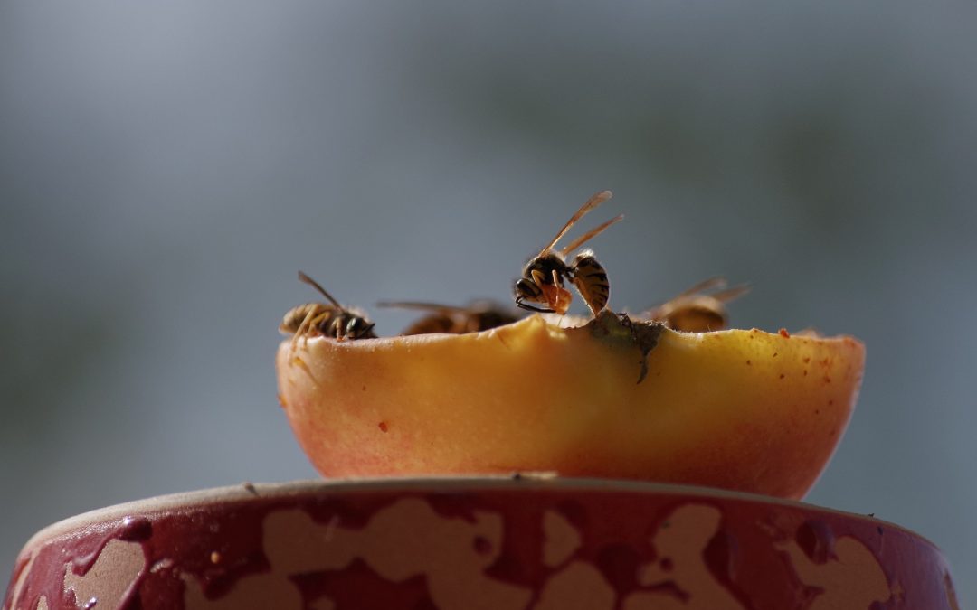 Waarom zelf een wespennest verwijderen levensgevaarlijk is