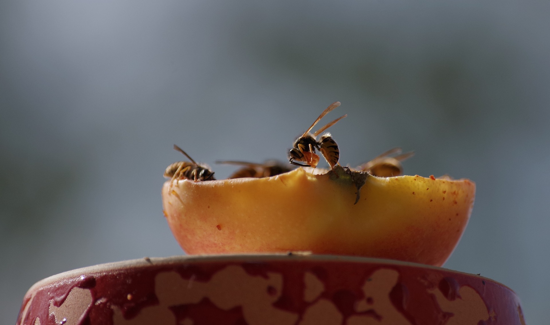 Wespen verjagen naar een andere plek via geuren