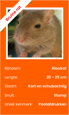 bruine rat ID