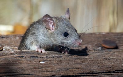 De meest voorkomende rattensoorten in België