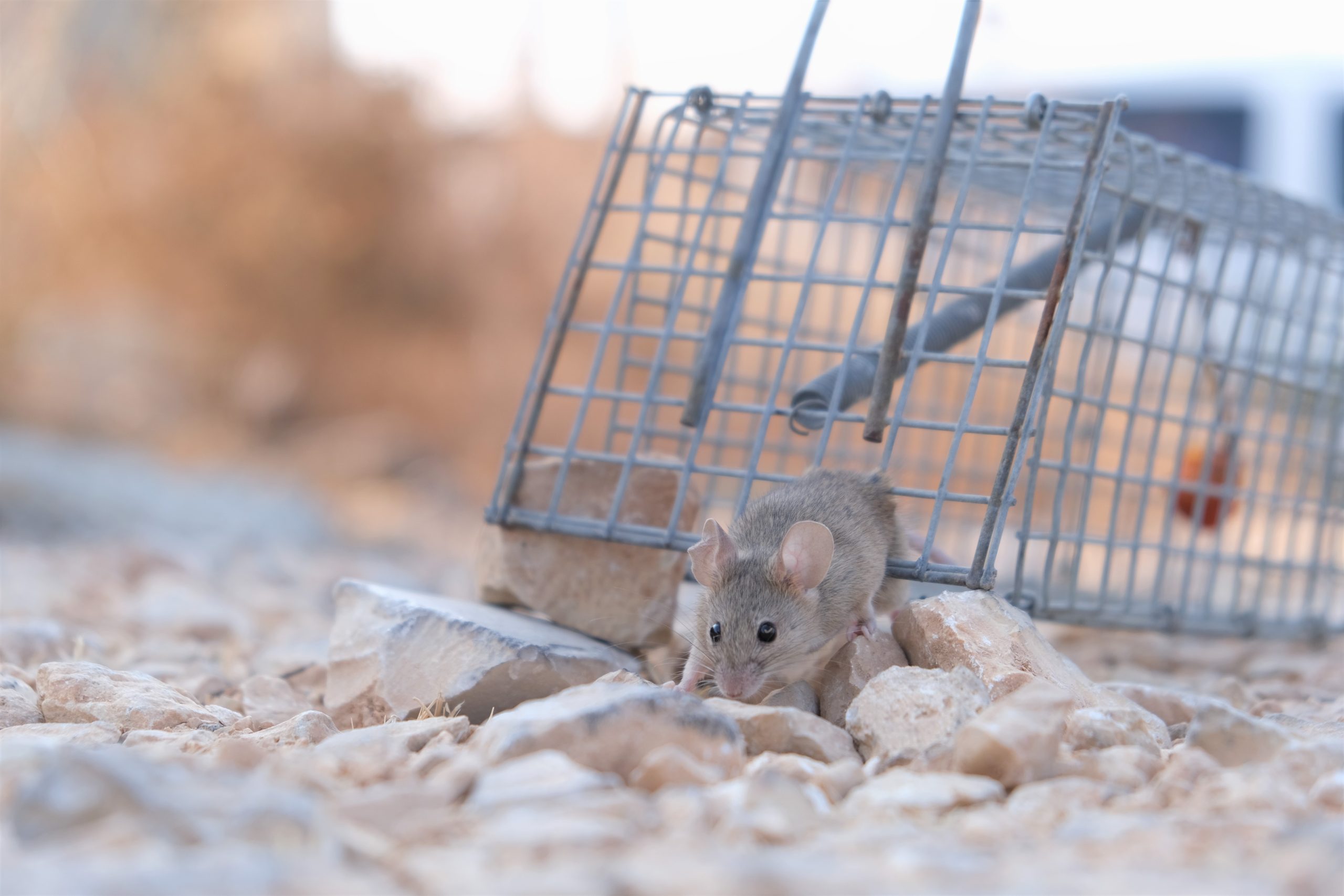Veelgestelde vragen over muizen- en rattenbestrijding