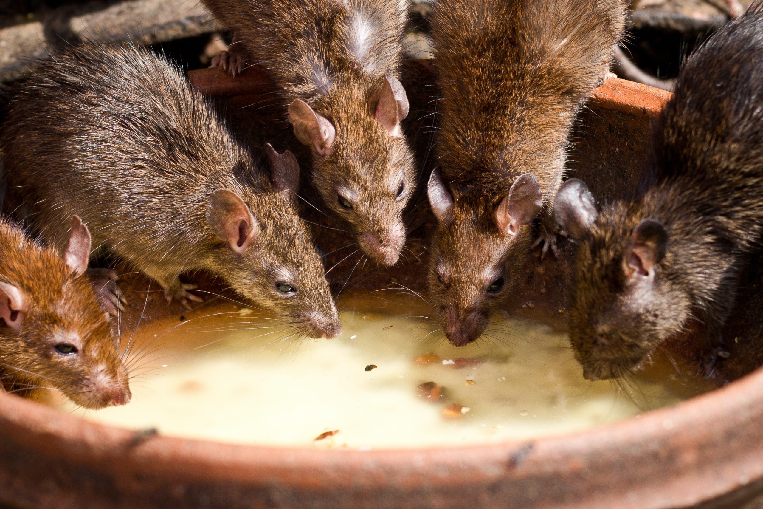 Veelgestelde vragen over muizen- en rattenbestrijding